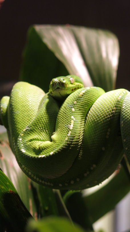 Serpent (musée du Queensland)