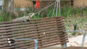 Iguane sur un banc, en plein parc